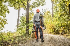 Tree Pruning and Removal: DIY or Hire a Professional?