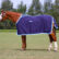 Horse Products: To Rug or Not To Rug?