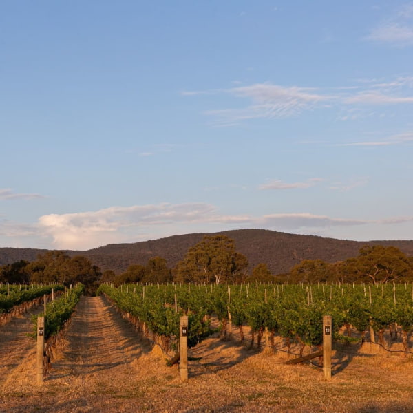 australian vineyard