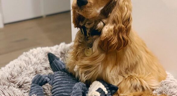 The Different Types of Dog Beds: Choose the Best One for Your Furry Pal