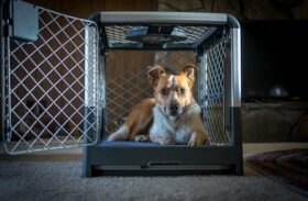 Dog Supplies: Different Types of Crates Compared