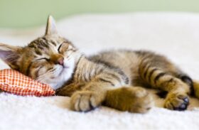 Tips for Keeping Up with Your Cat’s Hygiene