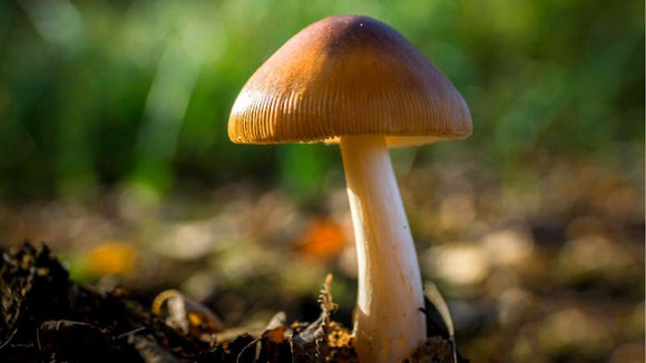 anti-inflammatory-mushrooms-images
