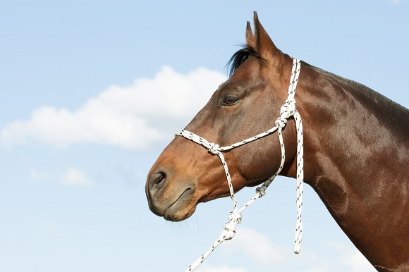 brown horse with white rope halter