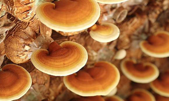 reishi-mushrooms-image