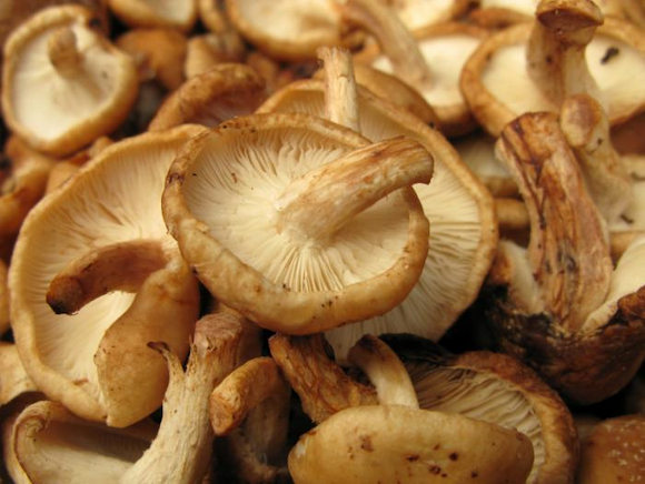 shiitake-mushrooms-image