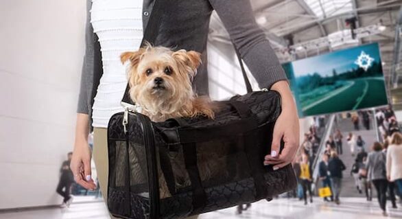 Pet Supplies: Comparison of Different Types of Dog Carriers