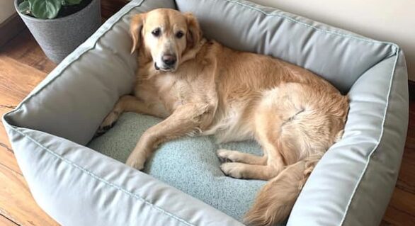 Dog Essentials: Comparing the Different Types of Dog Beds